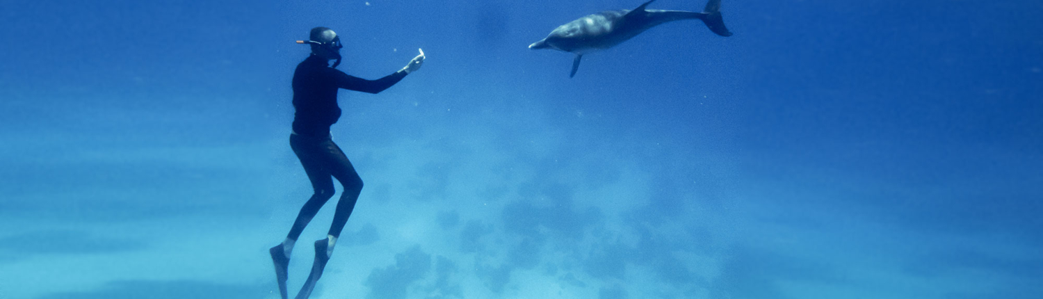 Diving with Dolphins in the Red Sea