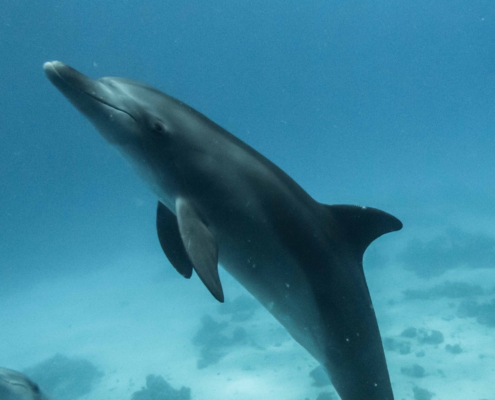 Dolphin Safaris in the Red Sea with Aquastars