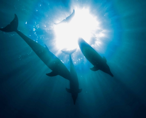 Dolphins in the Red Sea with Aquastars
