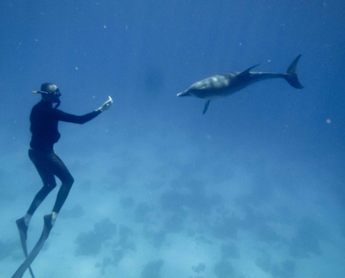 Freediving with Dolphins in the Red Sea with Aquastars