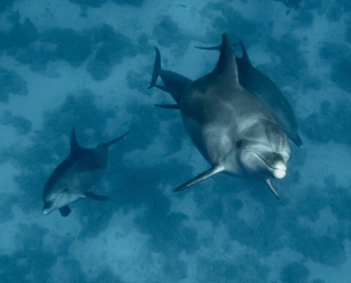 Dolphins in the Red Sea with Aquastars