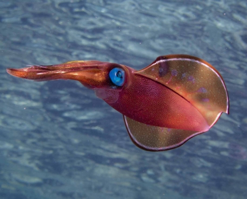 Squid in the Red Sea with Aquastars