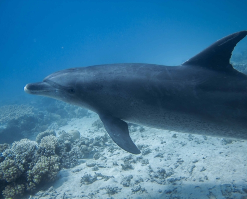Dolphins in the Red Sea