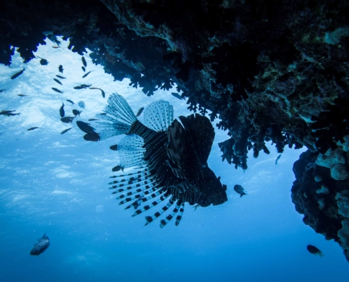 Lionfish in the Red Sea with Aquastars