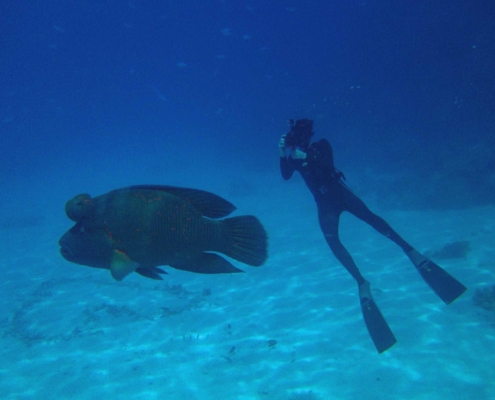 Diving in the Red Sea with Humphead Wrasse