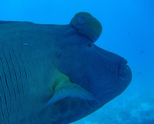 Diving in the Red Sea with Humphead Wrasse