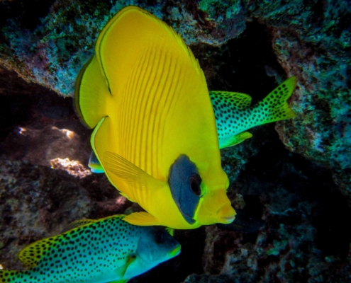 Diving in the Red Sea Sweetlips and Butterfly Fish