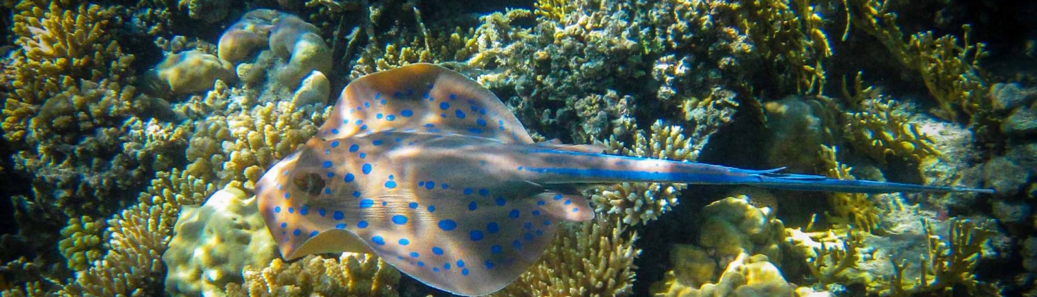 Diving in the Red Sea - Blue Spotted Ray