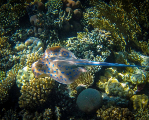 Diving in the Red Sea - Blue Spotted Ray