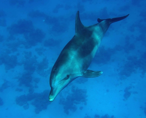 Dolphin in the Red Sea
