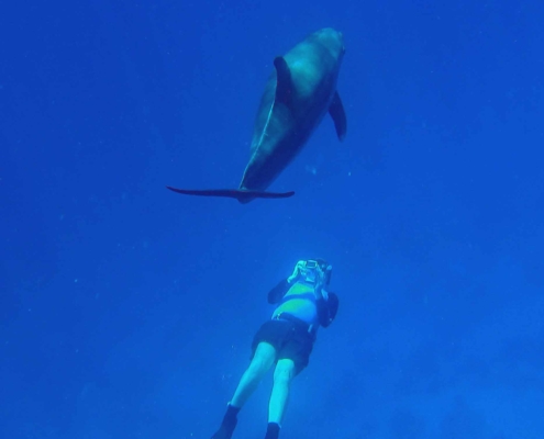 Freediving with a Dolphin