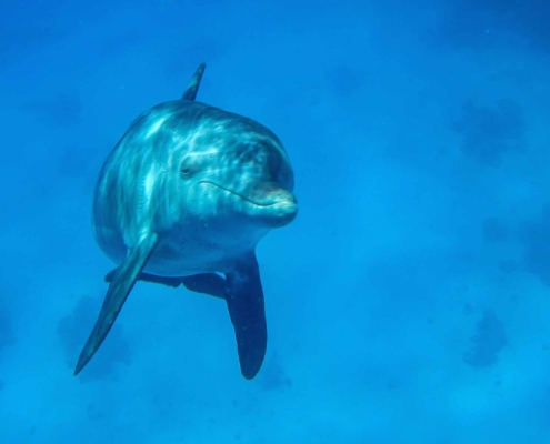 Diving in the Red Sea - a Dolphin