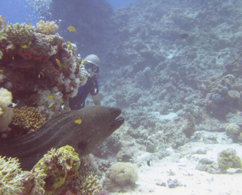 Diving in the Red Sea - a Moray Eel