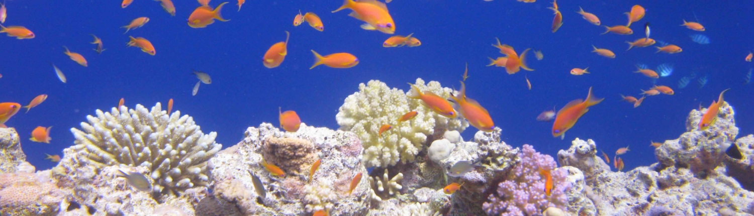 Anthias on the Reef in the Red Sea