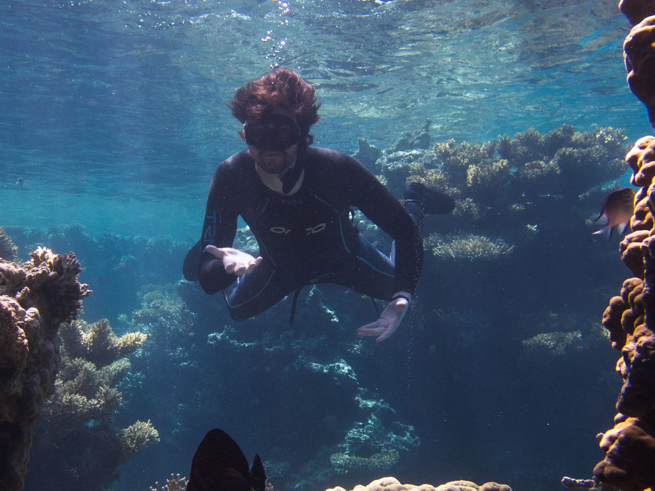 Freediver in the Red Sea