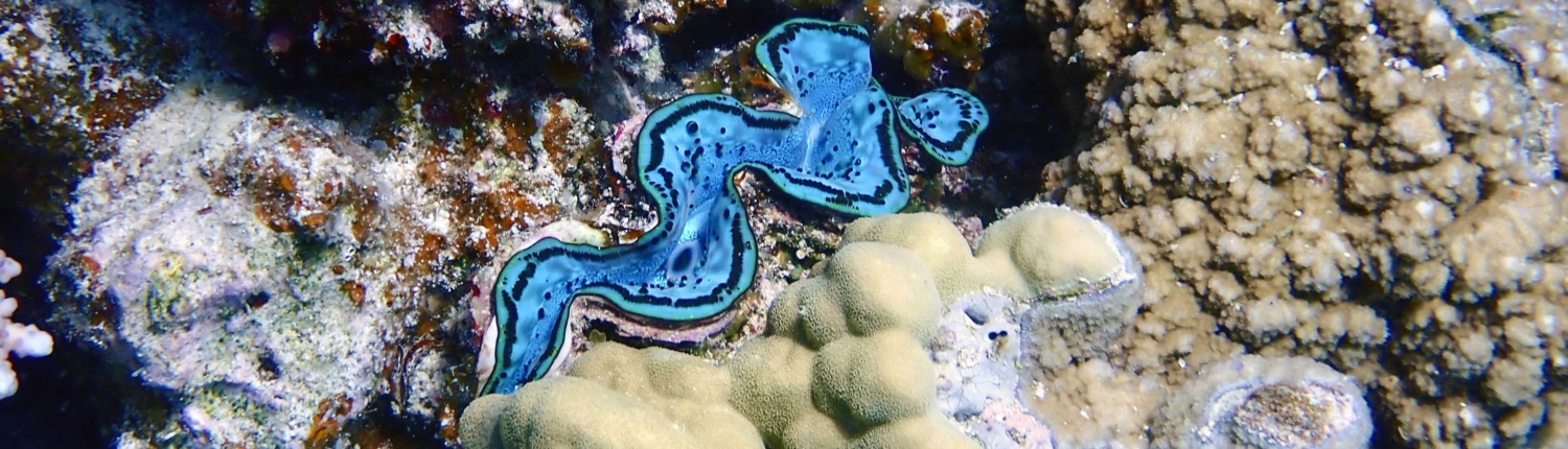 Red Sea Clam